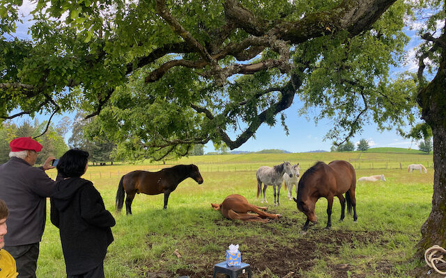 Constelaciones Familiares con caballos
