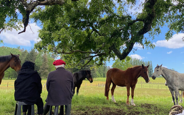 Constelaciones Familiares con caballos