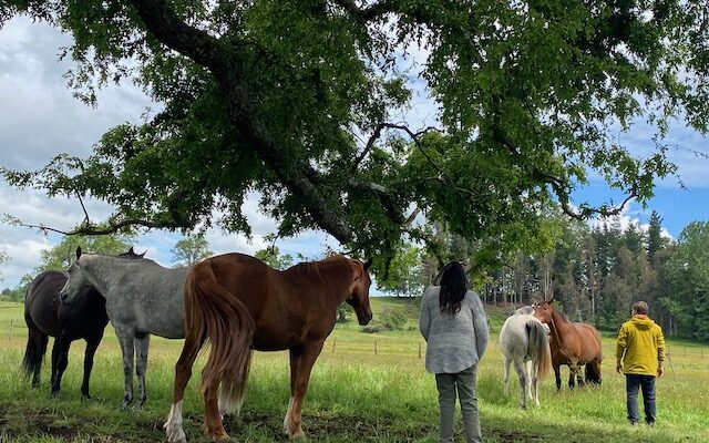 Constelaciones Familiares con caballos